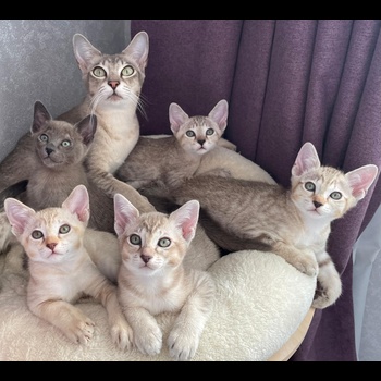 Tonkinese Cat 1